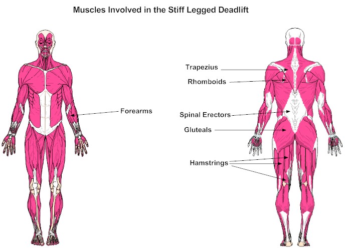 Muscles Involved in the Stiff Legged Deadlift